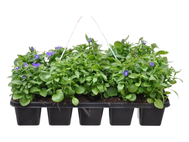 Obrázek produktu Lobelia 10-pack, vzpřímená