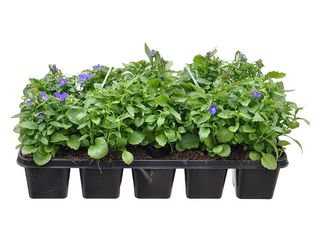 Lobelia 10 pack, vzpřímená