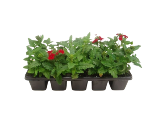Verbena 10-pack, vzpřímená