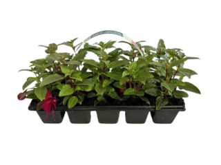 Fuchsia 10-pack, vzpřímená