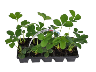 Sadba jahod jednouplodící 10-pack