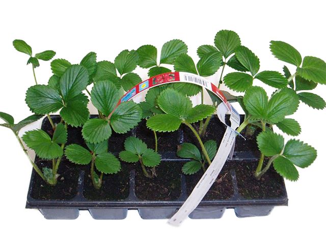 Obrázek produktu Sadba jahod stáleplodící 10-pack