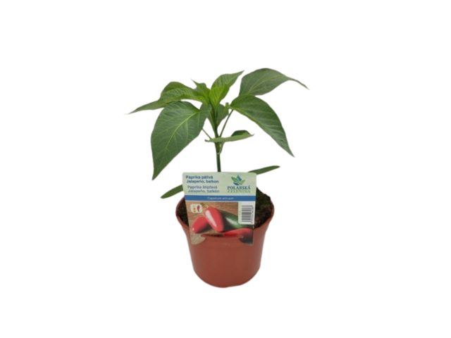 Obrázek produktu Paprika pálivá Jalapeňo na balkon K12