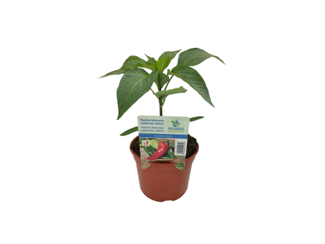 Obrázek produktu Paprika feferonka maďarská na balkon K12
