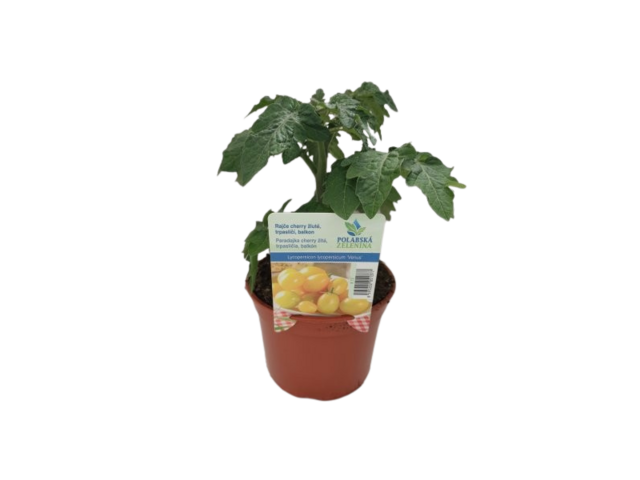 Obrázek produktu Rajče cherry žluté na balkon K12