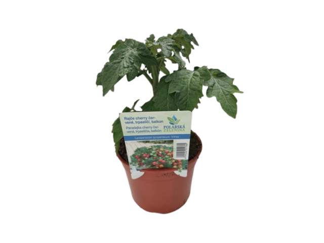 Obrázek produktu Rajče cherry červené na balkon K12