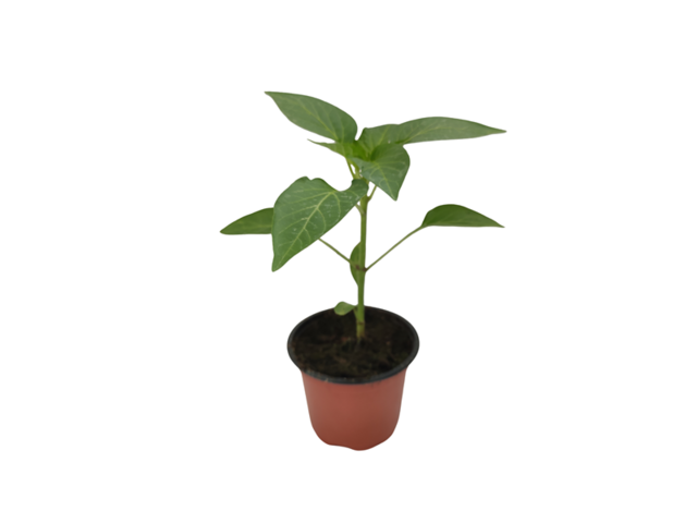 Obrázek produktu Paprika sladká sv. zelená K9