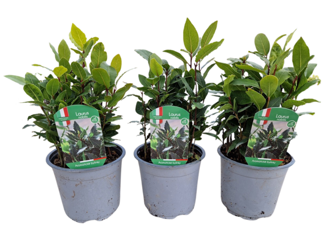 Obrázek produktu Laurus Nobilis K14
