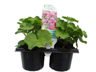 Pelargonium peltatum plnokvěté 6-pack, pr.9cm