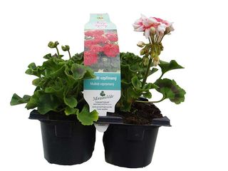 Pelargonium zonale 6-pack, pr.9cm