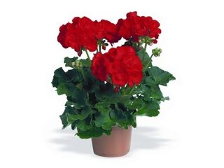 Pelargonium zonale Prémium K12