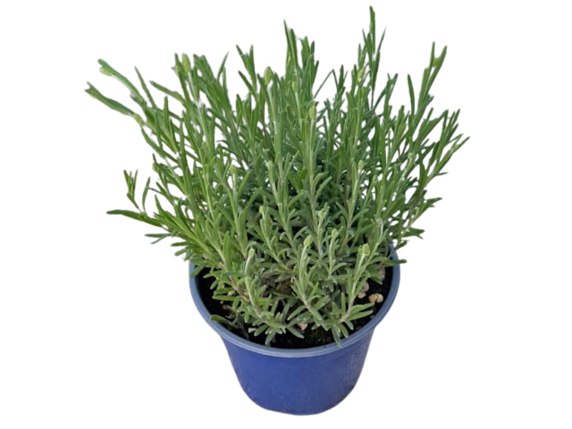 Obrázek produktu Lavandula ang. Hidecote Blue K14