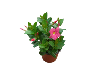 Sundavillea - Dipladenia K12