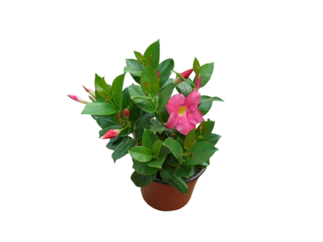 Obrázek produktu Sundavillea - Dipladenia K12