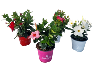 Sundavillea - Dipladenia K14