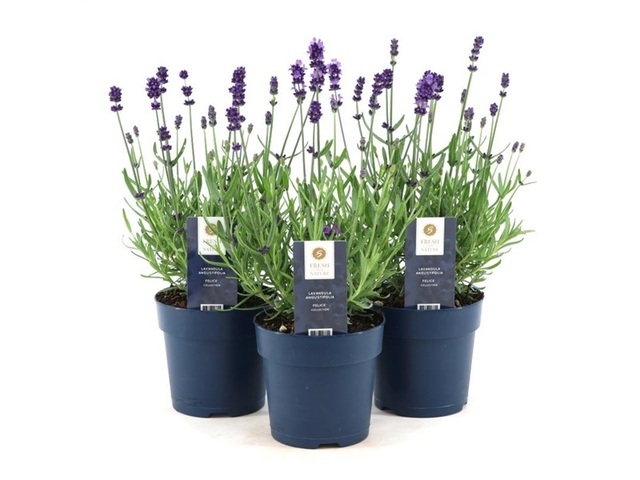 Obrázek produktu Lavandula ang. mix K12