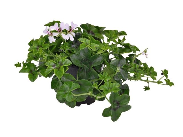 Obrázek produktu Pelargonium peltatum jednoduché K11