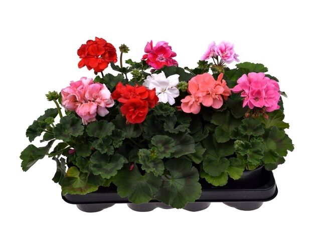 Obrázek produktu Pelargonium zonale K11
