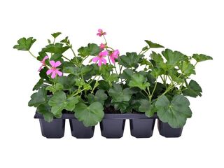Pelargonium peltatum jednoduché 10-pack