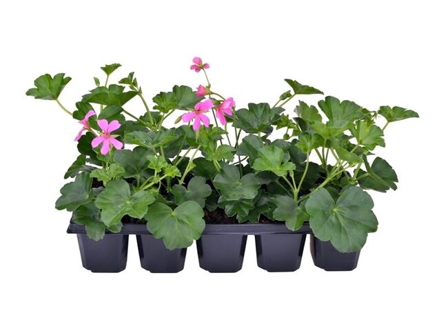 Obrázek produktu Pelargonium peltatum jednoduché 10-pack