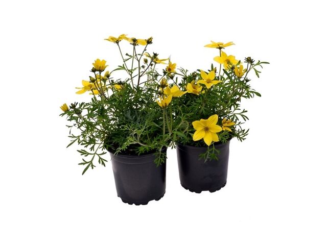 Obrázek produktu Bidens K11