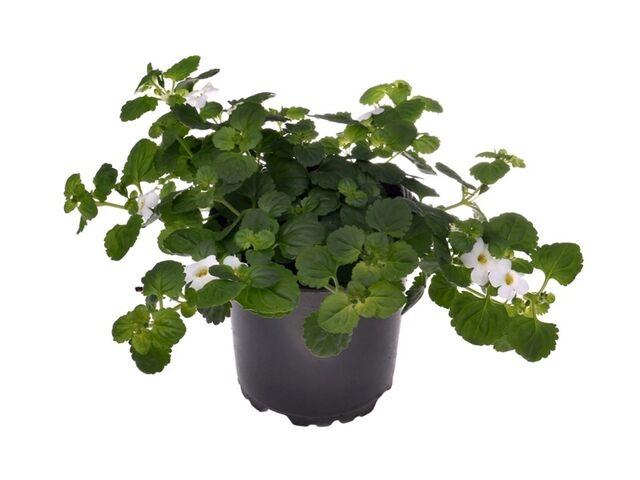 Obrázek produktu Bacopa K11