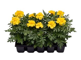 Tagetes patula 10-pack