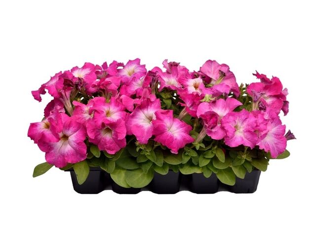 Obrázek produktu Petunia 10-pack