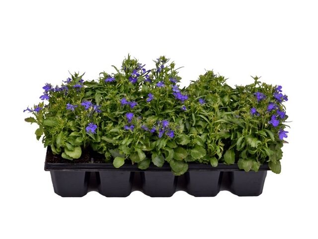Obrázek produktu Lobelia erinus 10-pack