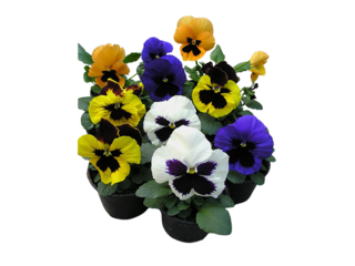 Viola wittrockiana K9