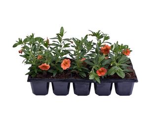 Million Bells 10-pack