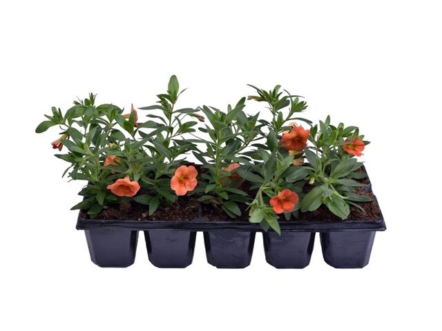 Obrázek produktu Million Bells 10-pack