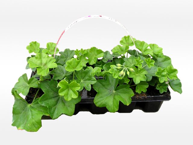 Obrázek produktu Pelargonium peltatum plnokvěté 10 pack