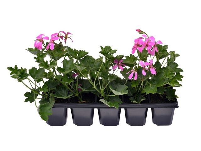 Obrázek produktu Pelargonium peltatum plnokvěté 10-pack