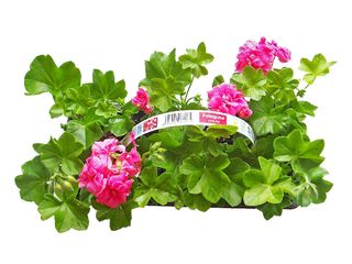 Pelargonium zonale 10-pack