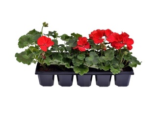 Pelargonium zonale 10-pack