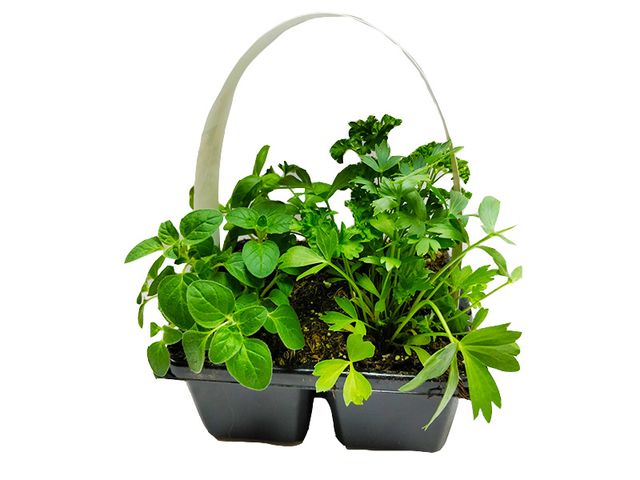 Obrázek produktu Bylinky mix druhů 4 pack
