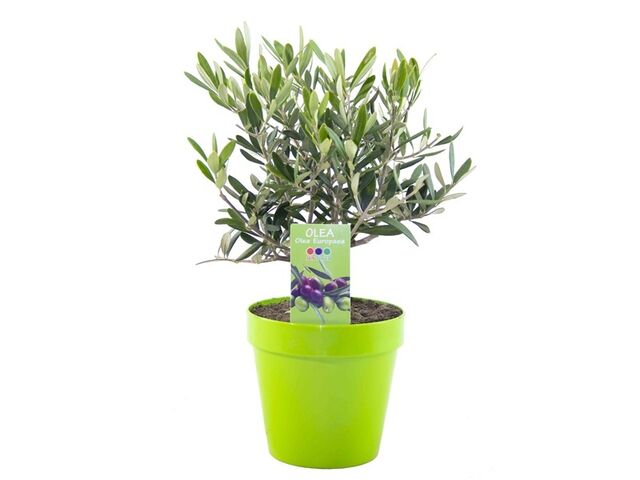 Obrázek produktu Olea europaea keř K14, výška 30-35cm