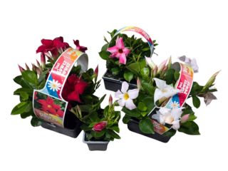Dipladenia 4-pack, 3 barvy