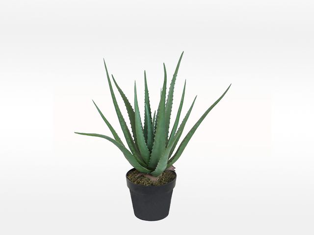 Obrázek produktu Aloe umělá 55 cm + obal