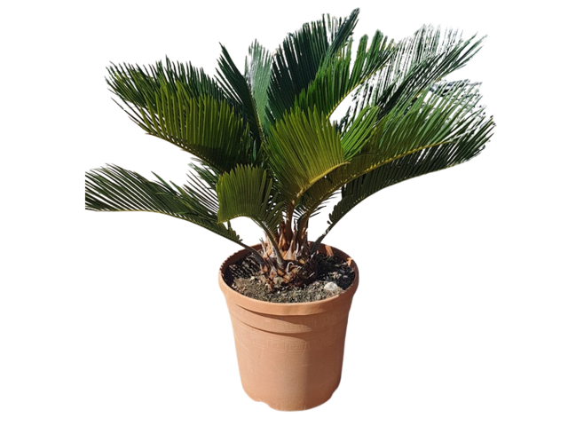 Obrázek produktu Cycas revoluta K18