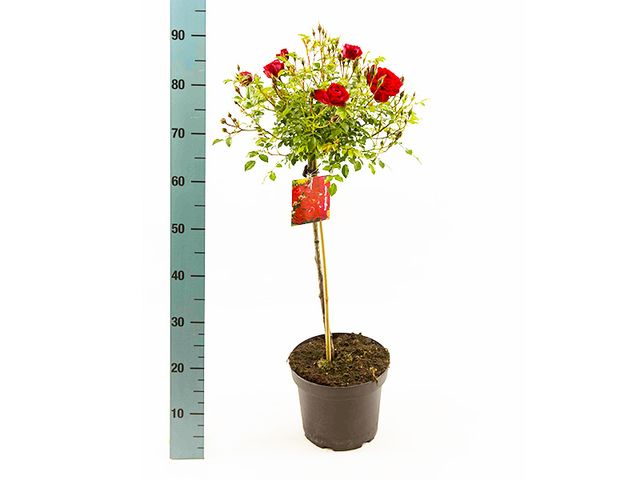 Obrázek produktu Růže na kmínku licencované v kontejneru K5l