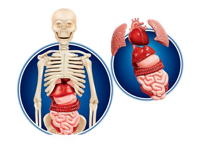 Obrázek produktu Laboratoř dětská - lidské tělo