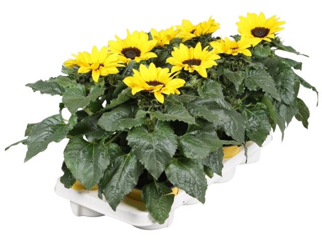 Obrázek produktu Helianthus K13