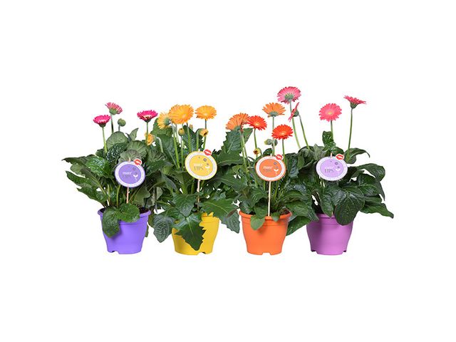 Obrázek produktu Gerbera Garvinea K17