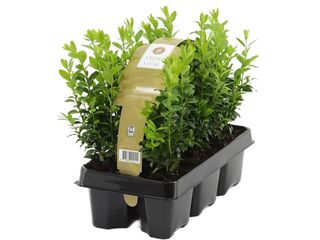 Buxus 6-pack
