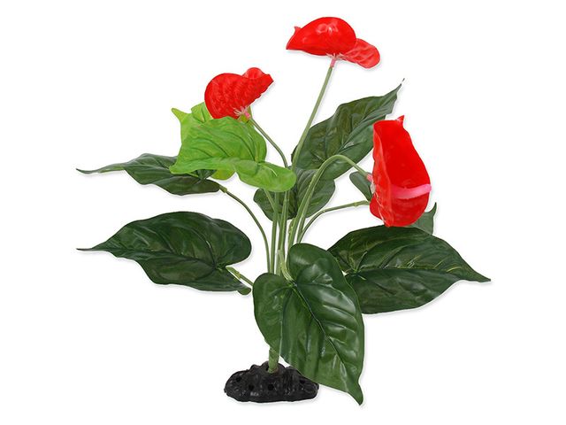Obrázek produktu Rostlina Repti Planet kvetoucí Anthurium 40cm,