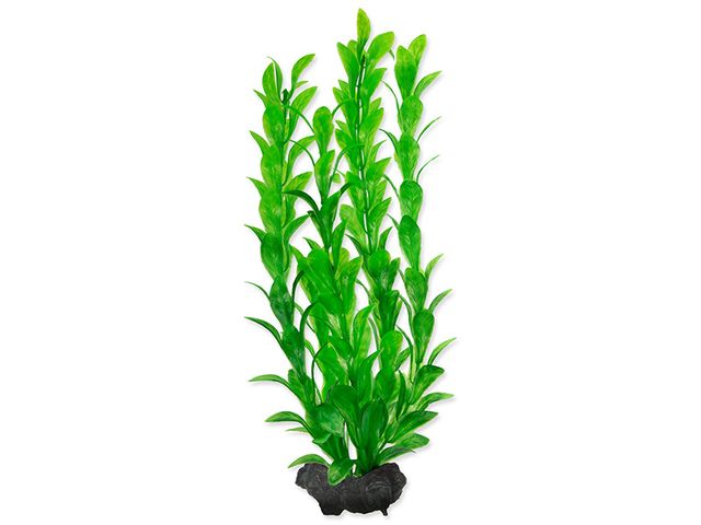 Obrázek produktu Rostlina Tetra Hygrophila M 23cm
