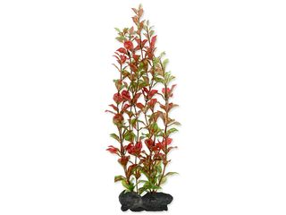 Rostlina Tetra Red Ludwigia L 30cm