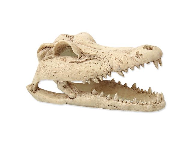 Obrázek produktu Dekorace Repti Planet Krokodýl lebka 13,8x6,8x6,5cm te
